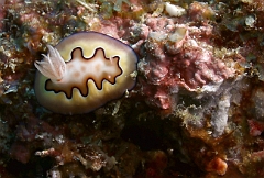 Raja Ampat 2016 - Chromodoris Coi - Co s Crmodoris  - Nudibranche - IMG_4759_rc